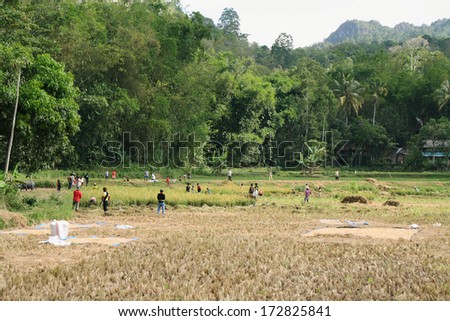 SULAWESI, INDONESIA - SEPTEMBER 10: Unidentified people working in rice fields on September 10, 2009 in regency known as Tana Toraja. Tana Toraja is home of Toraja minority ethnic group