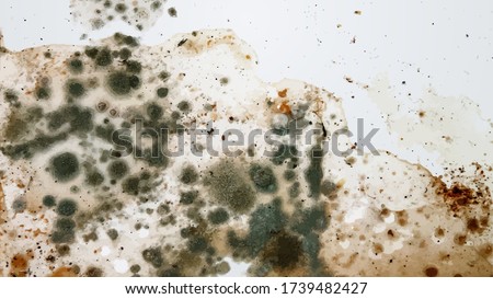 The image of black mold on the wall or on the ceiling, in vector. 商業照片 © 