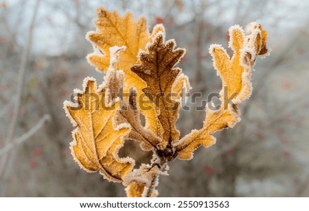 Similar – Foto Bild Frost auf einem Eichenblatt