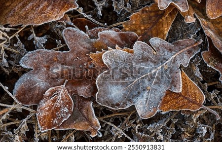 Similar – Foto Bild Frost auf einem Eichenblatt