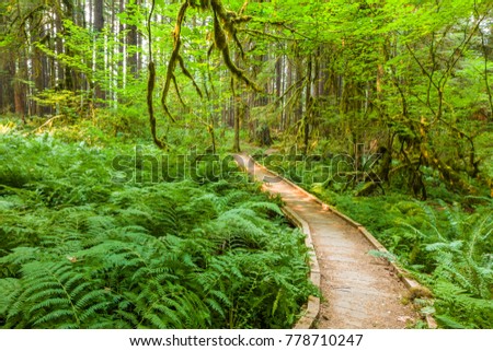 Similar – Foto Bild Waldweg auf der Olympic Peninsula, Washington, USA