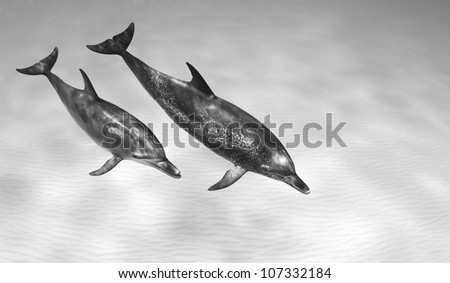 A Pair Of Atlantic Spotted Dolphins (Stenella Frontalisllis) Swim ...