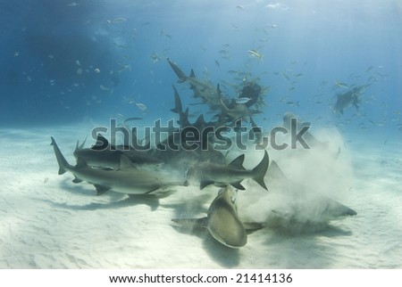A frenzy of sharks stir up the white bottom as they battle for their share of food