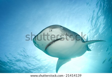 A Tiger Shark (Galeocerdo cuvier) begins to cover her eyes as she descends towards the camera from above in line with the sun shining through the surface of the ocean.