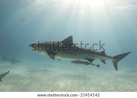 A tiger shark (Galeocerdo cuvier) swims through the ocean cast in rays from the sun as it cuts through the water
