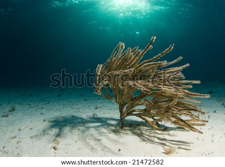 A lone soft coral swaying in the current on the ocean floor with the sun shining through the surface.