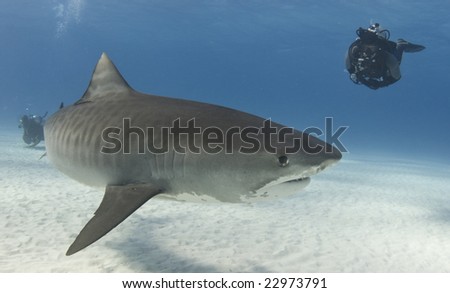 A diver watches a Tiger Shark (Galeocerdo curvier) swim by in the open water