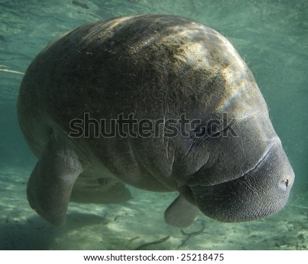 A Florida manatee (Trichechus manatus latirostrus) shows his good side in the springs of Crystal River, Florida