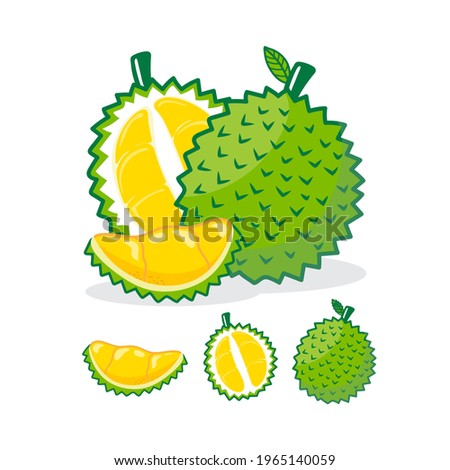 Collection of durian fruits isolated on background. Vector illustration.