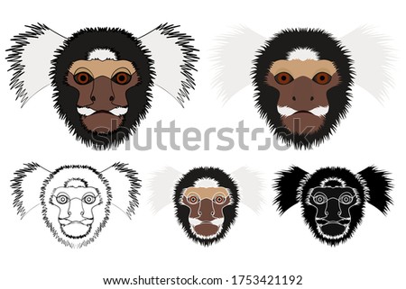 common marmoset monkey in face view