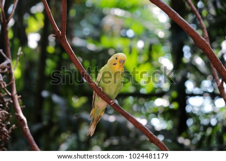 29++ Burung serindit riau terbaru