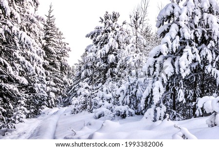 Snow covered fir trees in the winter forest. Winter snowy forest. Fir trees in snowy forest in winter