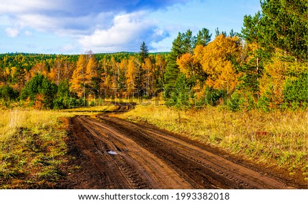 Country road in the autumn forest. Autumn rural road. Rural country road in autumn nature. Autumn forest road