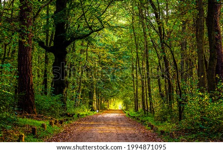 The road in the forest. Forest road view. Trees tunnel road in forest