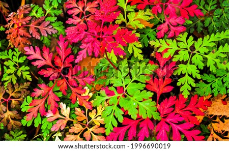 Red and green foliage view. Red leaves with green leaves. Colorful red green leaves background