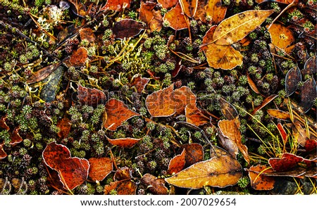 Autumn leaves on autumn soil. Autumn background. Autumnal background. Autumn leaves