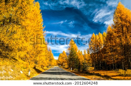 The road through the autumn forest. Autumn forest road. Road in autumn forest. Autumn road in forest