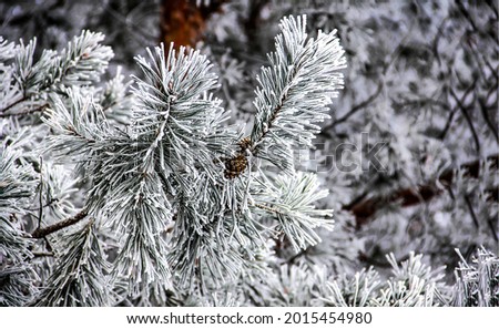 Spruce branches in snow and frost. Winter snow scene. Christmas scene in winter snow