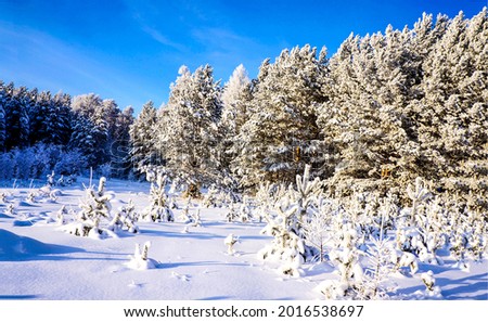 Winter snow forest on a clear day. Winter snow scene. Winter forest snow