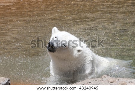 Polar bear shakes water from its fur.