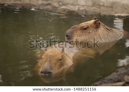 hot tub capybara paper bag