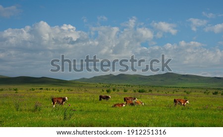 Similar – Foto Bild Reinrassige Kühe grasen auf der Weide in Bergnähe unter blauem Himmel