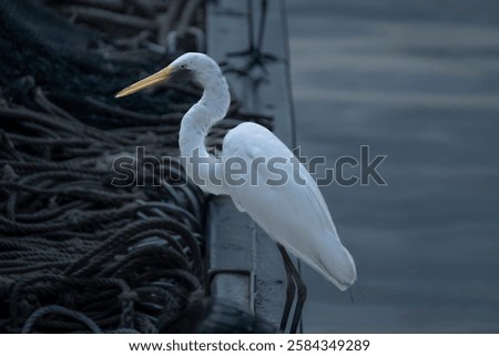 Similar – Image, Stock Photo Heron on edge in river in Görlitz