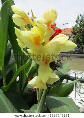 Unduh 990+ Background Bunga Lily Kuning Gratis Terbaik