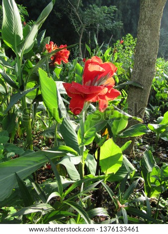 Unduh 990+ Background Bunga Lily Kuning Gratis Terbaik