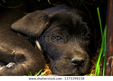 Black Cane Corso Puppy Lying Down Images And Stock Photos Avopixcom