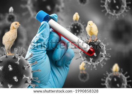 Organic Roaming Village Chicken and avian influenza molecule Foto stock © 