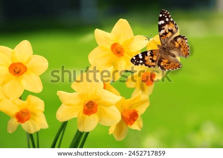 Similar – Foto Bild Ein Schmetterling sitzt auf einer Hand