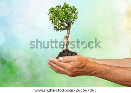 Tree, Human Hand, Growth.
