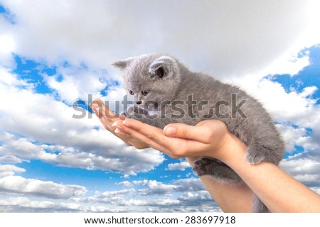 Pets, Domestic Cat, Human Hand.