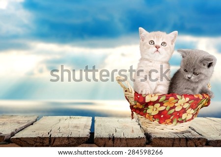 Kitten, Domestic Cat, Group of Objects.