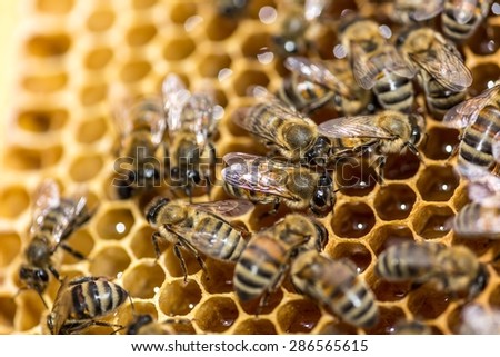 Bee, Honeycomb, Beehive.