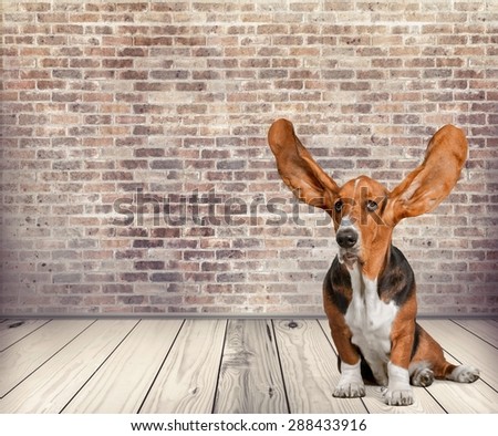Dog, Listening, Animal Ear.