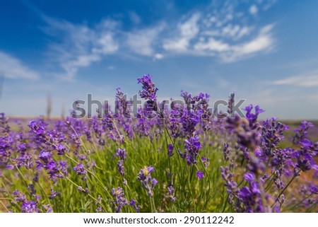 Lavender, France, Provence-Alpes-Cote d\'Azur.