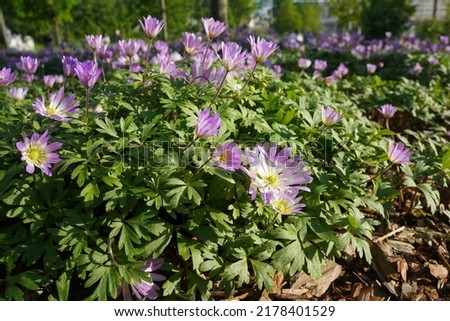 Lilac Anemone blanda or Balkan anemone, Grecian windflower or winter windflower Imagine de stoc © 