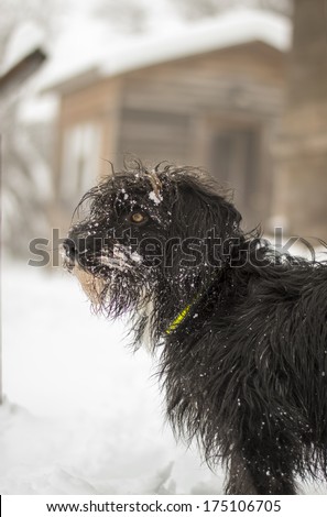 Black dog covered in snow portrait
