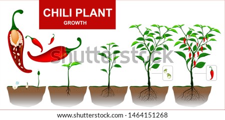 Chili Plants isolated on a white background.