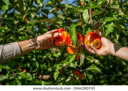 Similar – Image, Stock Photo Woman picking ripe apples on farm. Farmer grabbing apples from tree in orchard. Fresh healthy fruits ready to pick on fall season. Harvest time in countryside