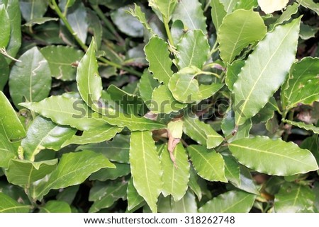 Laurel leaves, hedge of green laurel bushes