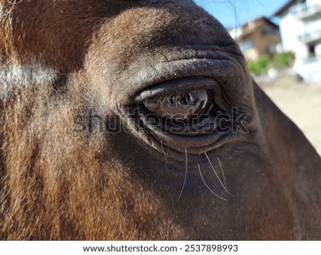 Similar – Image, Stock Photo Eye of brown horse detail