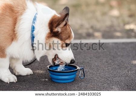 Similar – Image, Stock Photo A beautiful water dog is sitting in the meadow while it is looking at the camera. Its owner is petting it. It is sticking out its tongue and it looks happy.