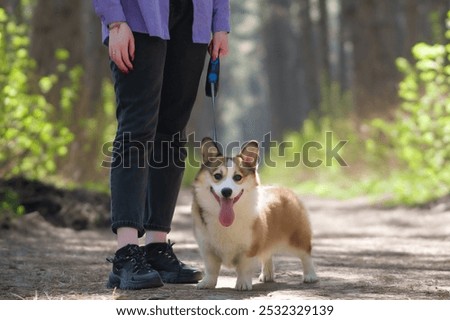 Similar – Foto Bild Kleiner Hund steht auf einer Haustreppe und schaut aufmerksam