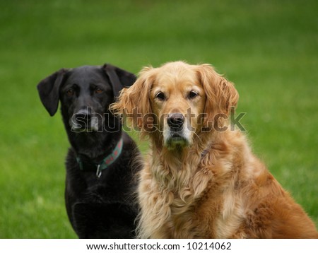 Black lab and golden retriever dog