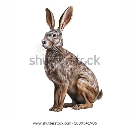 The European hare (Lepus europaeus) realistic drawing illustration for animal encyclopedia isolated image on white background