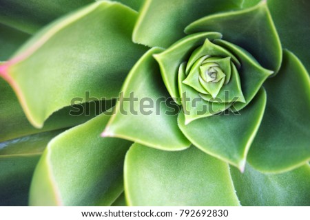 Similar – Foto Bild Nahaufnahme der Echeveria-Pflanze