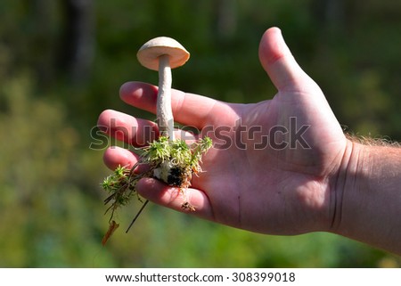 edible mushroom with a little back in the hand of man